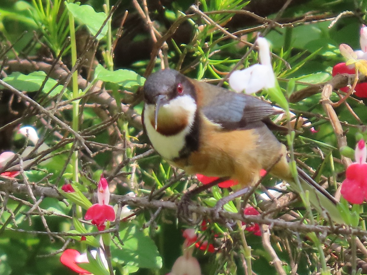 Eastern Spinebill - ML644499916