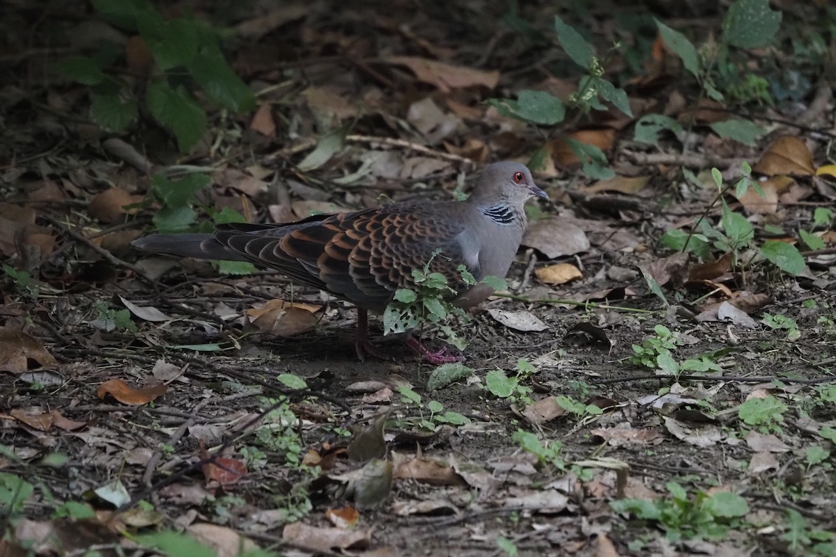 Oriental Turtle-Dove - ML644499932