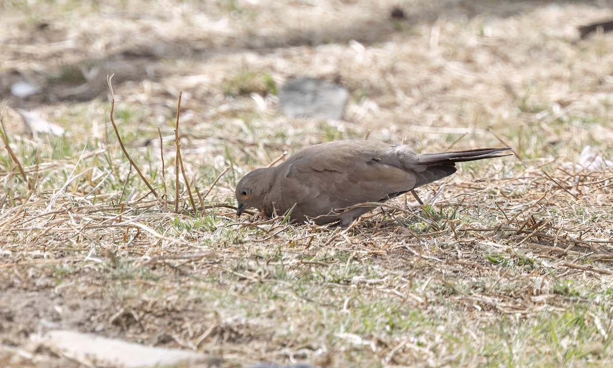 Black-winged Ground Dove - ML644499942