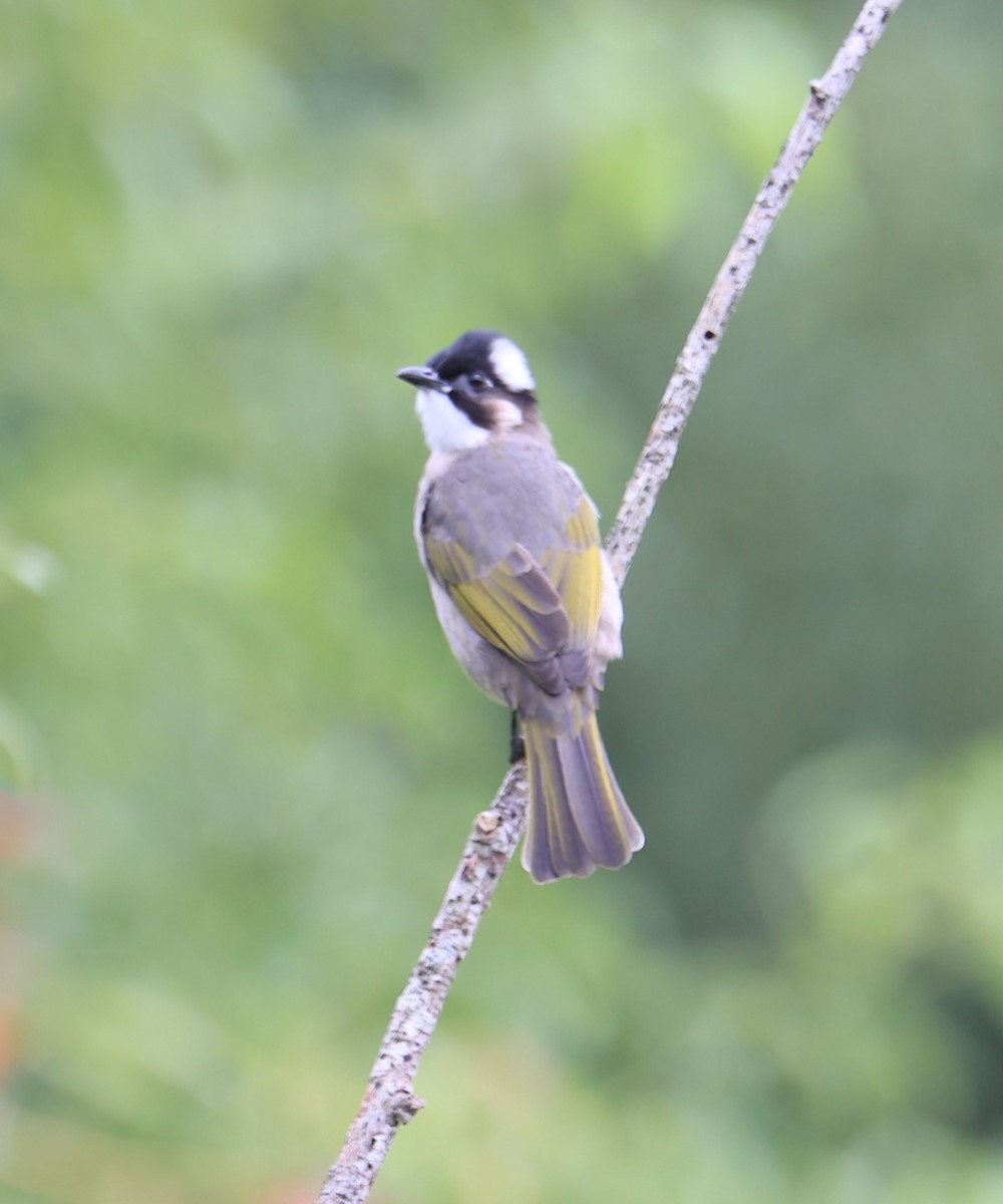Light-vented Bulbul - ML644499945
