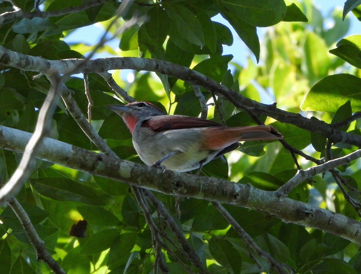 Rose-throated Tanager - ML644499952