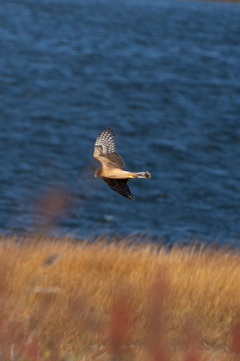 Northern Harrier - ML644499954