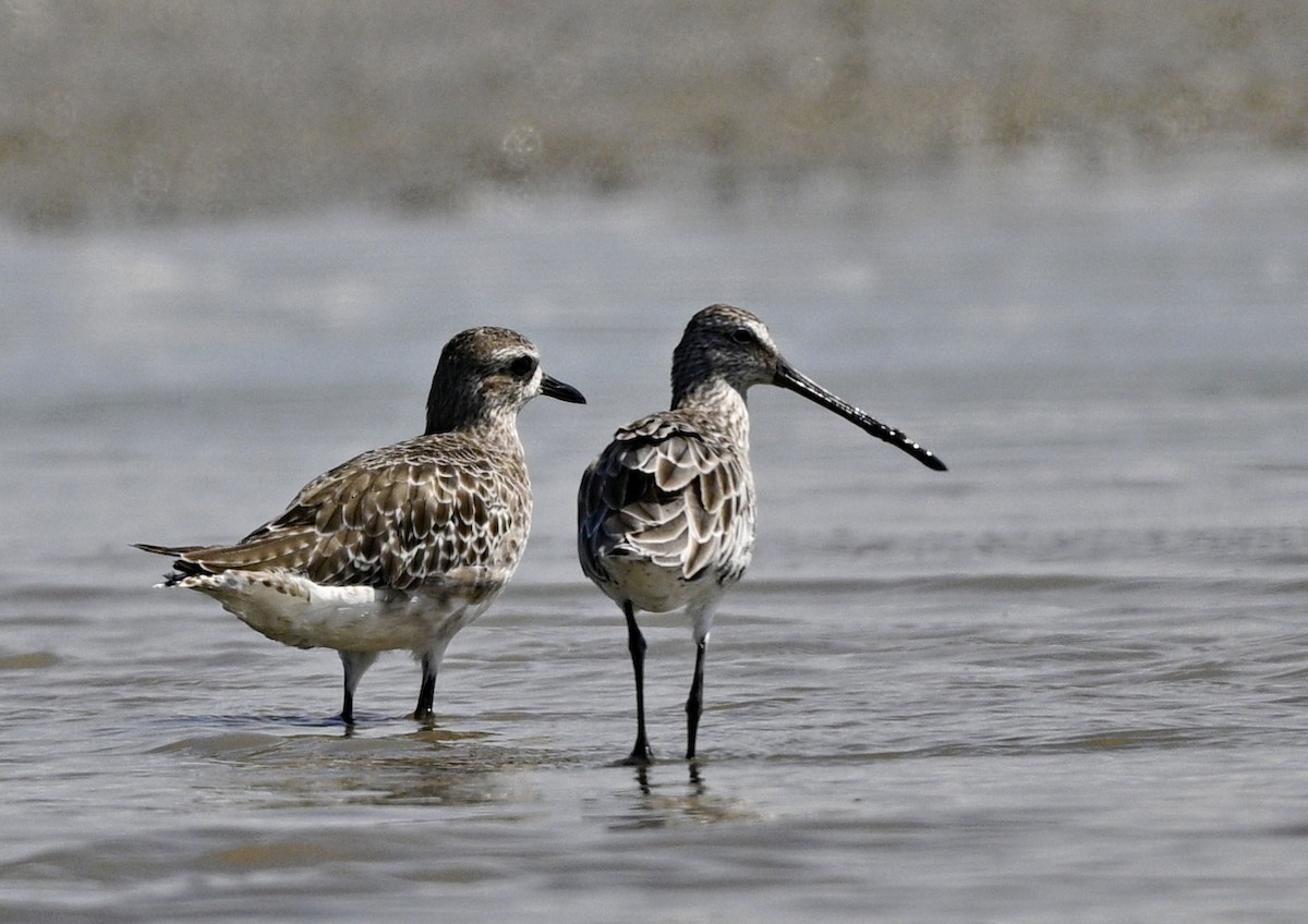 Pluvier argenté - ML644499959