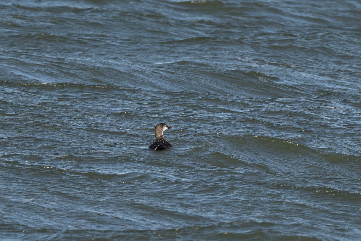 Common Loon - ML644499961