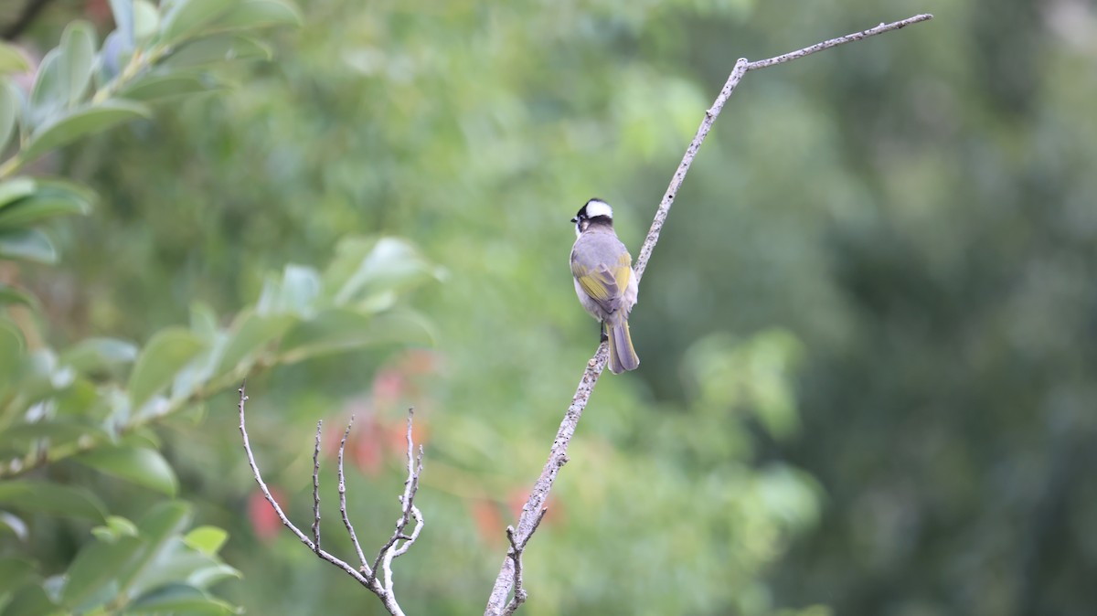 Light-vented Bulbul - ML644499963