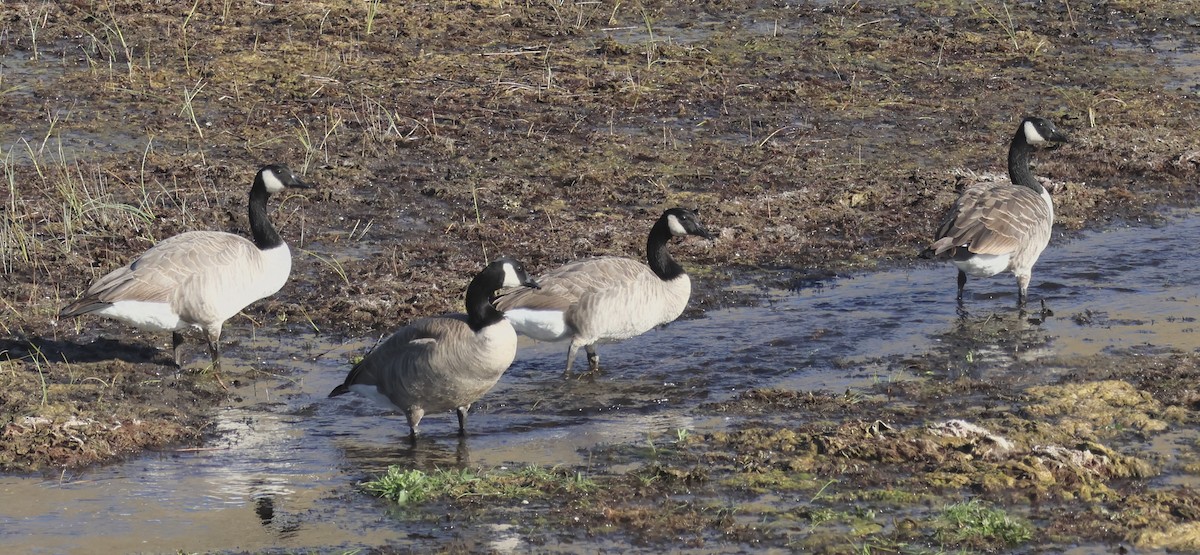 Bernache du Canada - ML644499966