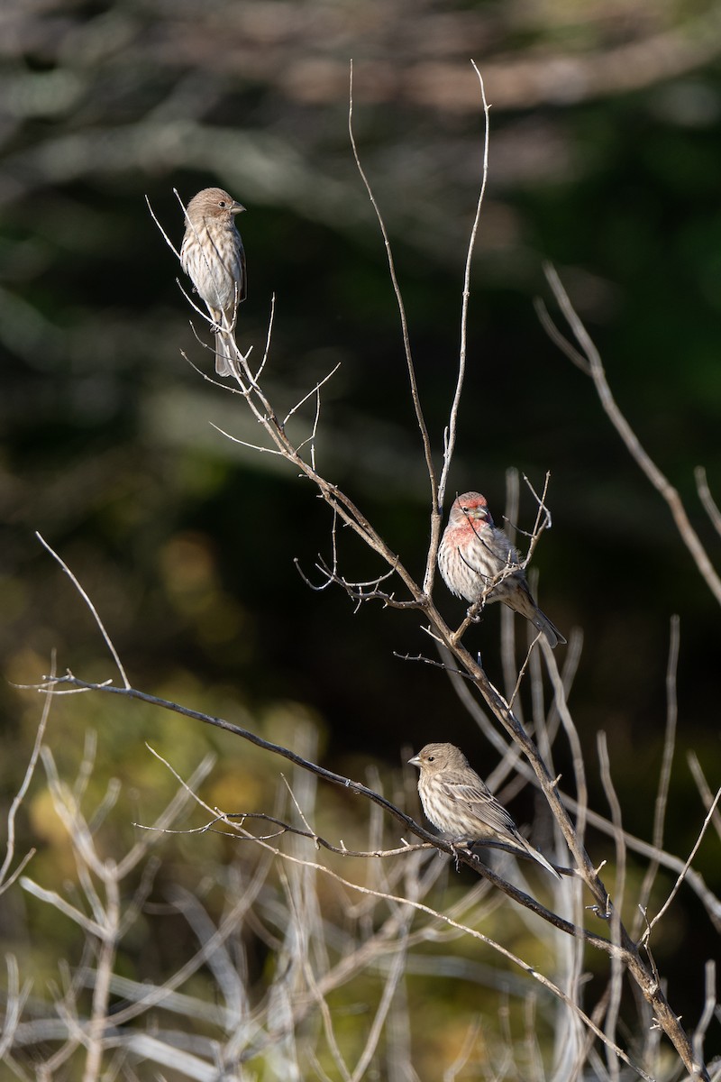 House Finch - ML644499967