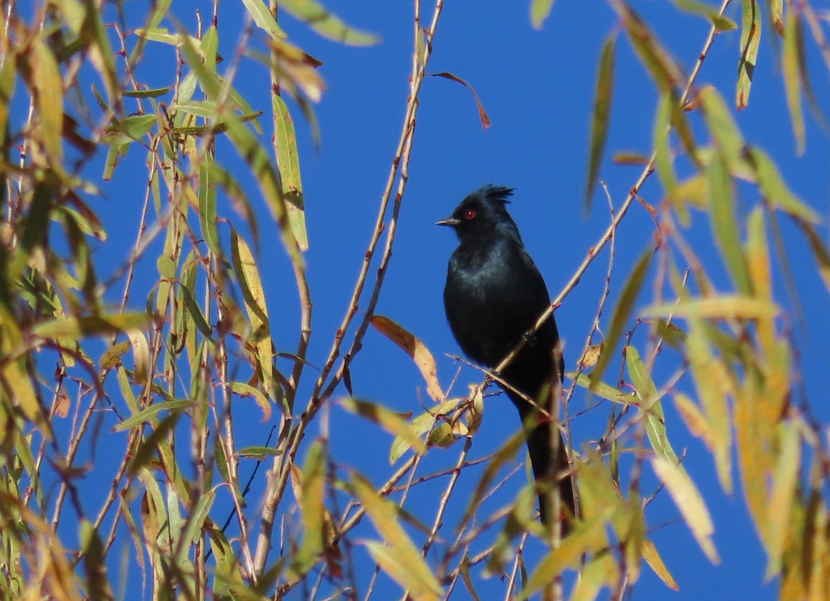 Phénopèple luisant - ML644499968