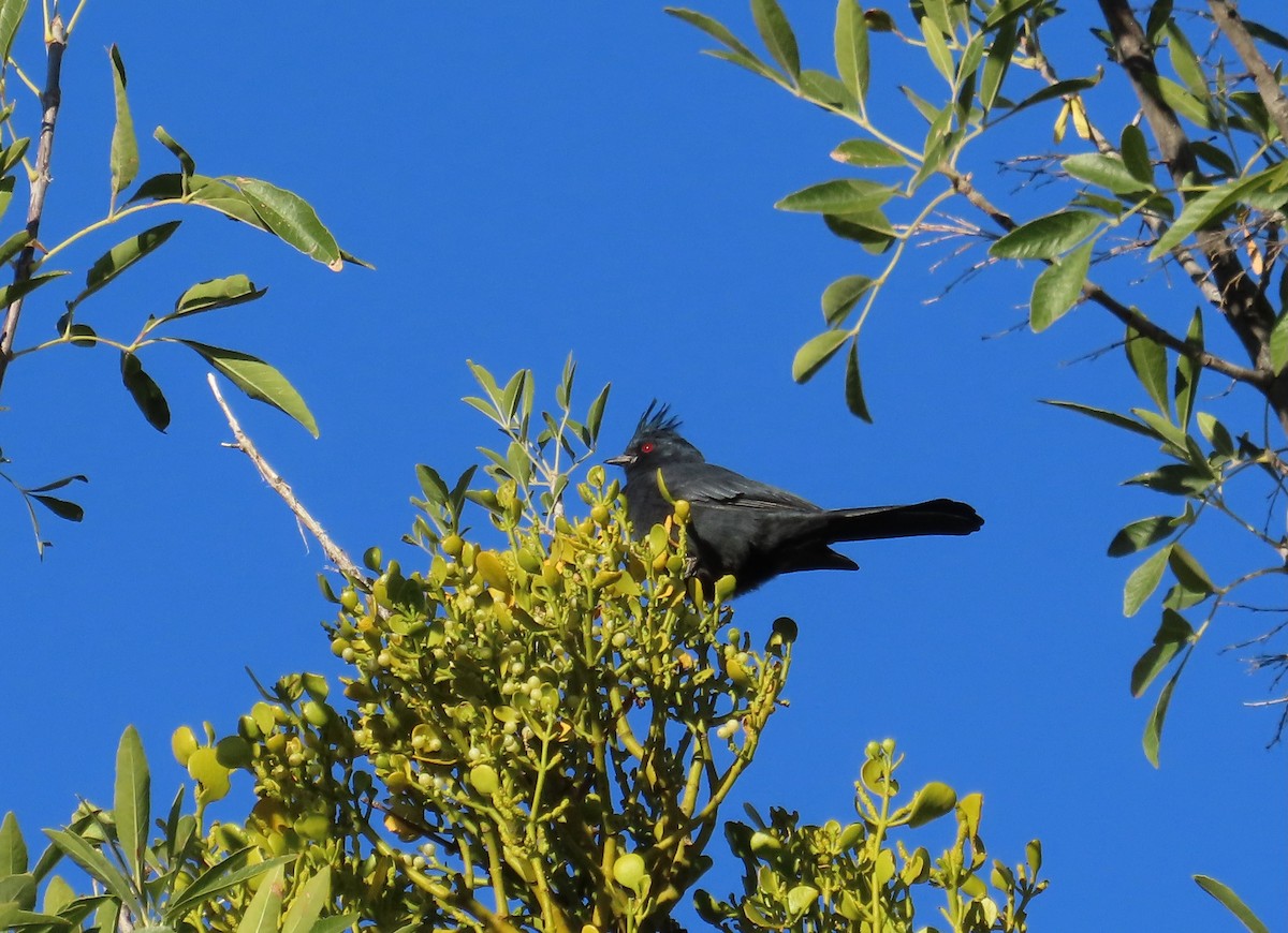 Phénopèple luisant - ML644499969