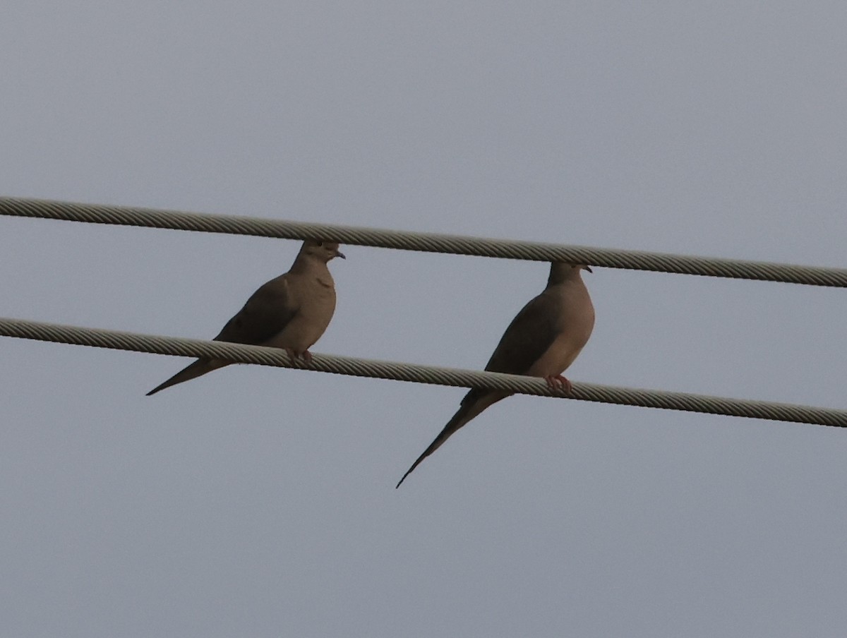 hrdlička karolínská - ML644499977