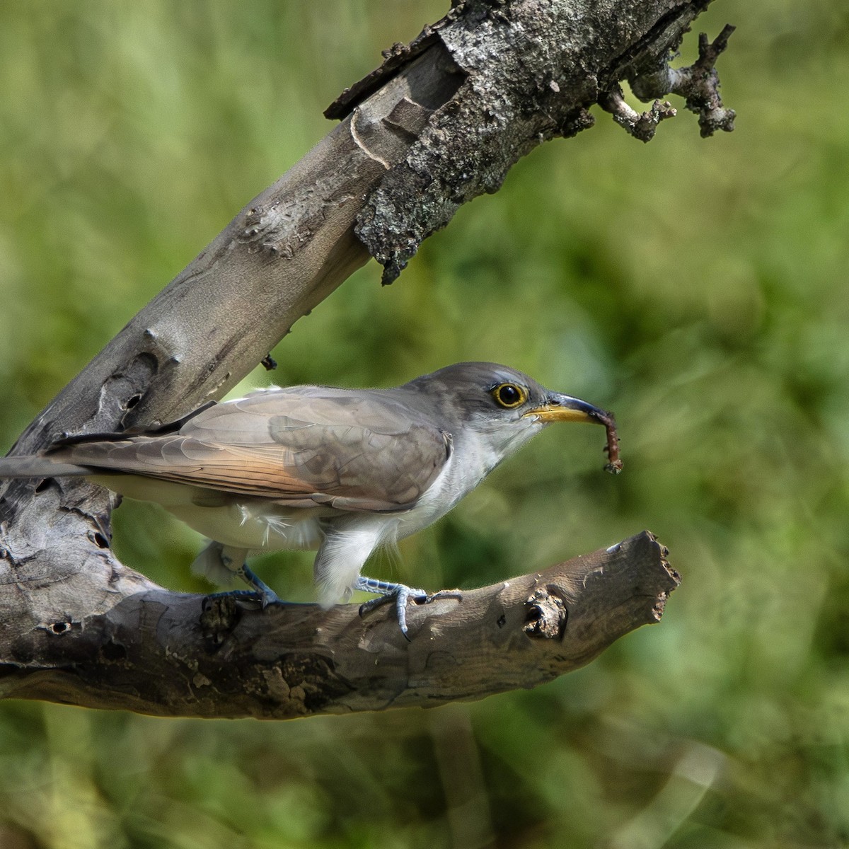 Yellow-billed Cuckoo - ML644499995