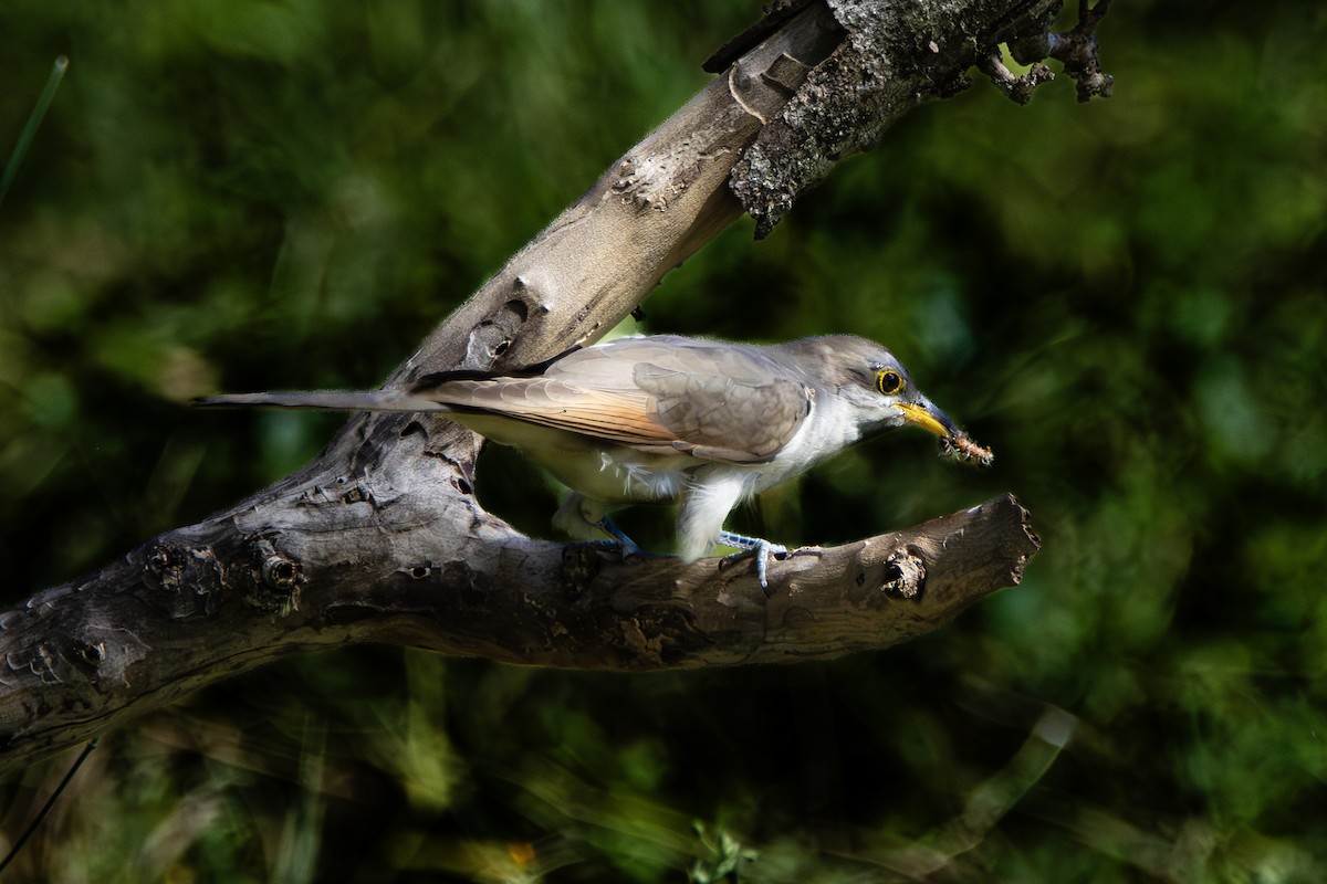 Yellow-billed Cuckoo - ML644499996