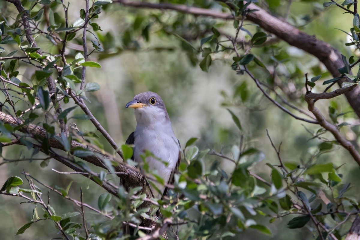Yellow-billed Cuckoo - ML644499997
