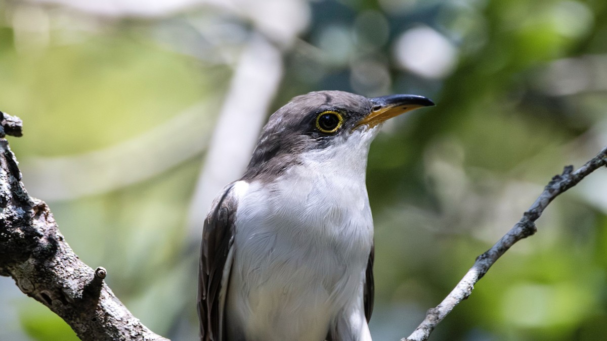 Yellow-billed Cuckoo - ML644499998