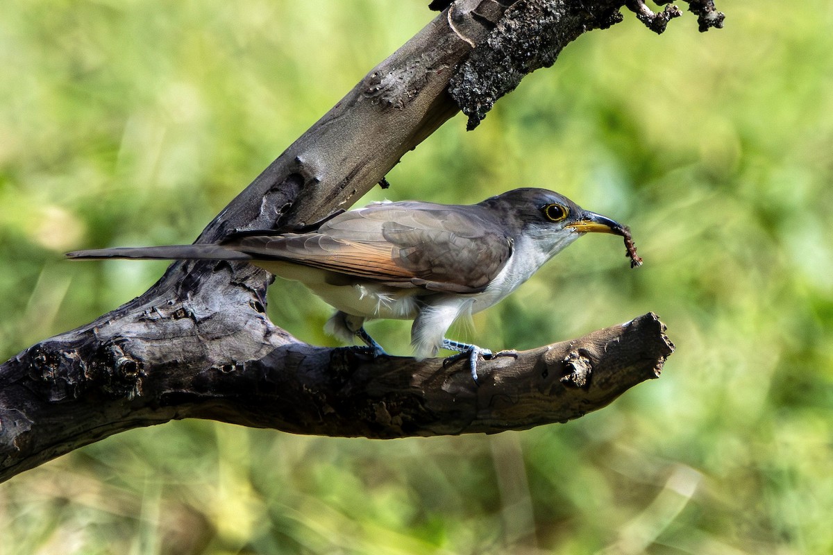 Yellow-billed Cuckoo - ML644499999