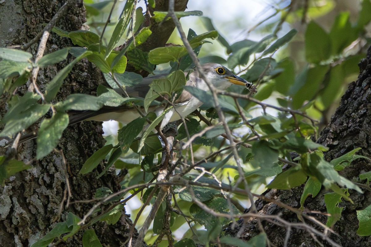 Yellow-billed Cuckoo - ML644500000