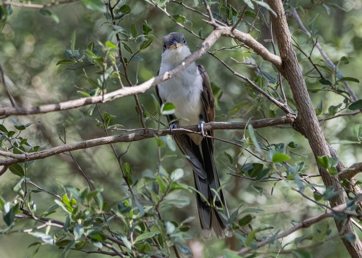 Yellow-billed Cuckoo - ML644500001