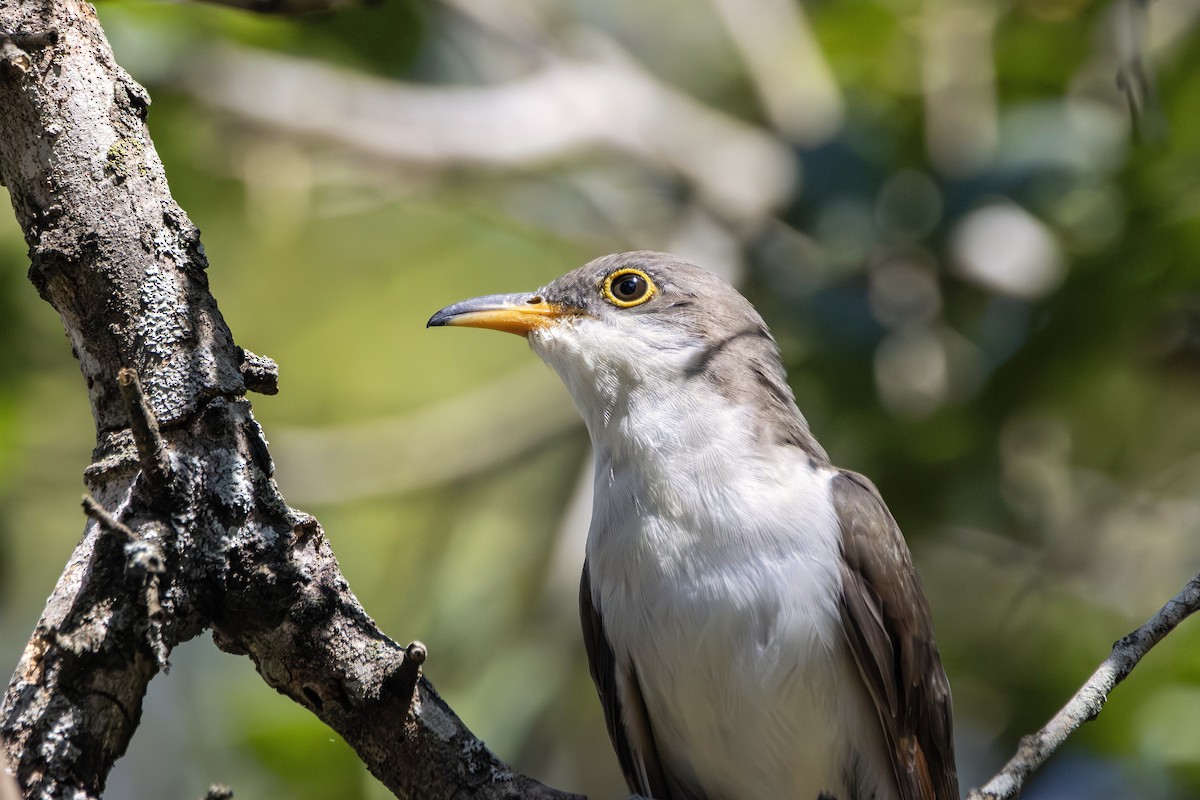 Yellow-billed Cuckoo - ML644500002