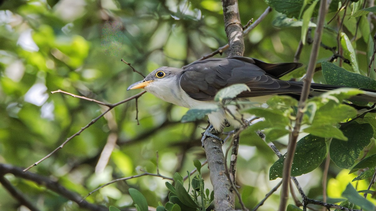 Yellow-billed Cuckoo - ML644500003