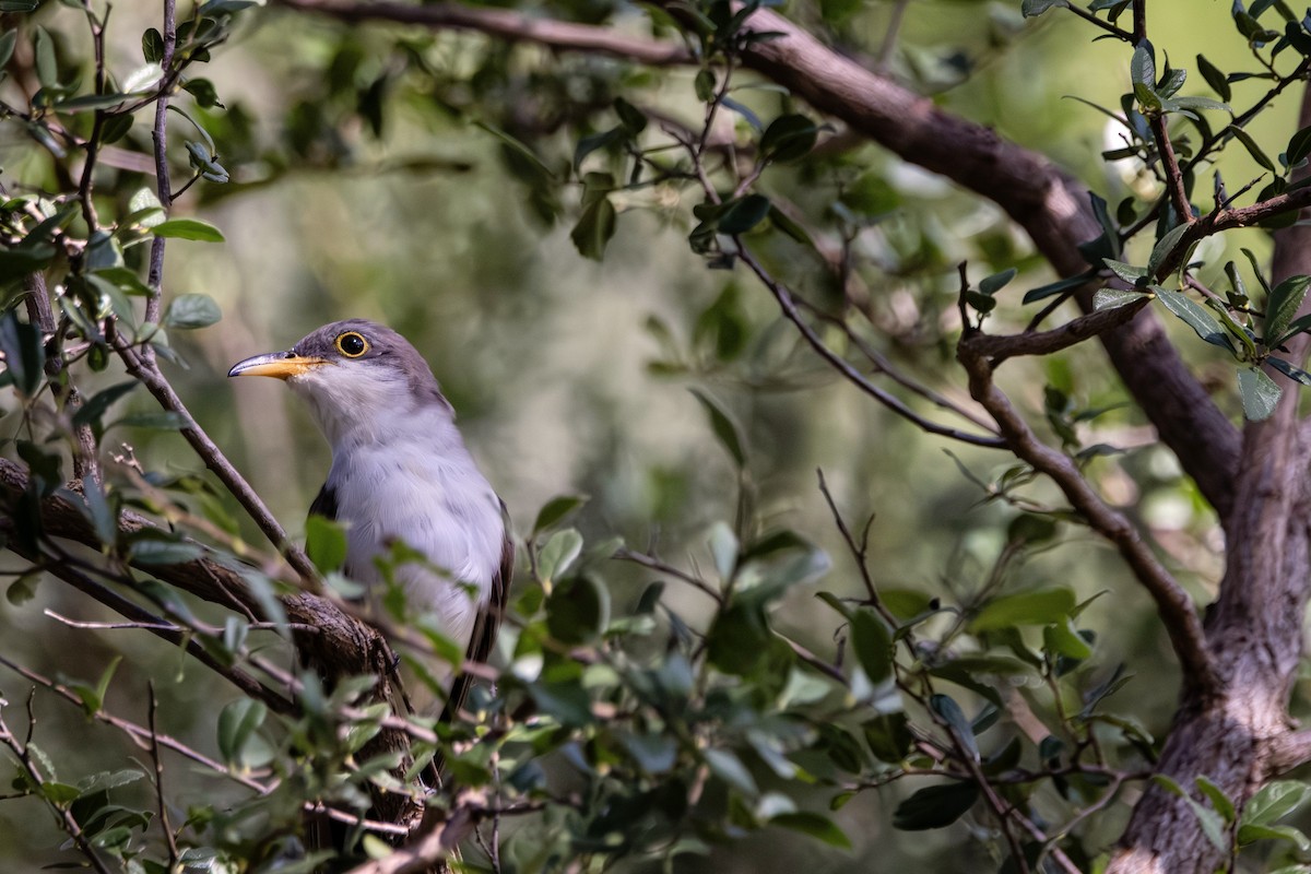 Yellow-billed Cuckoo - ML644500004