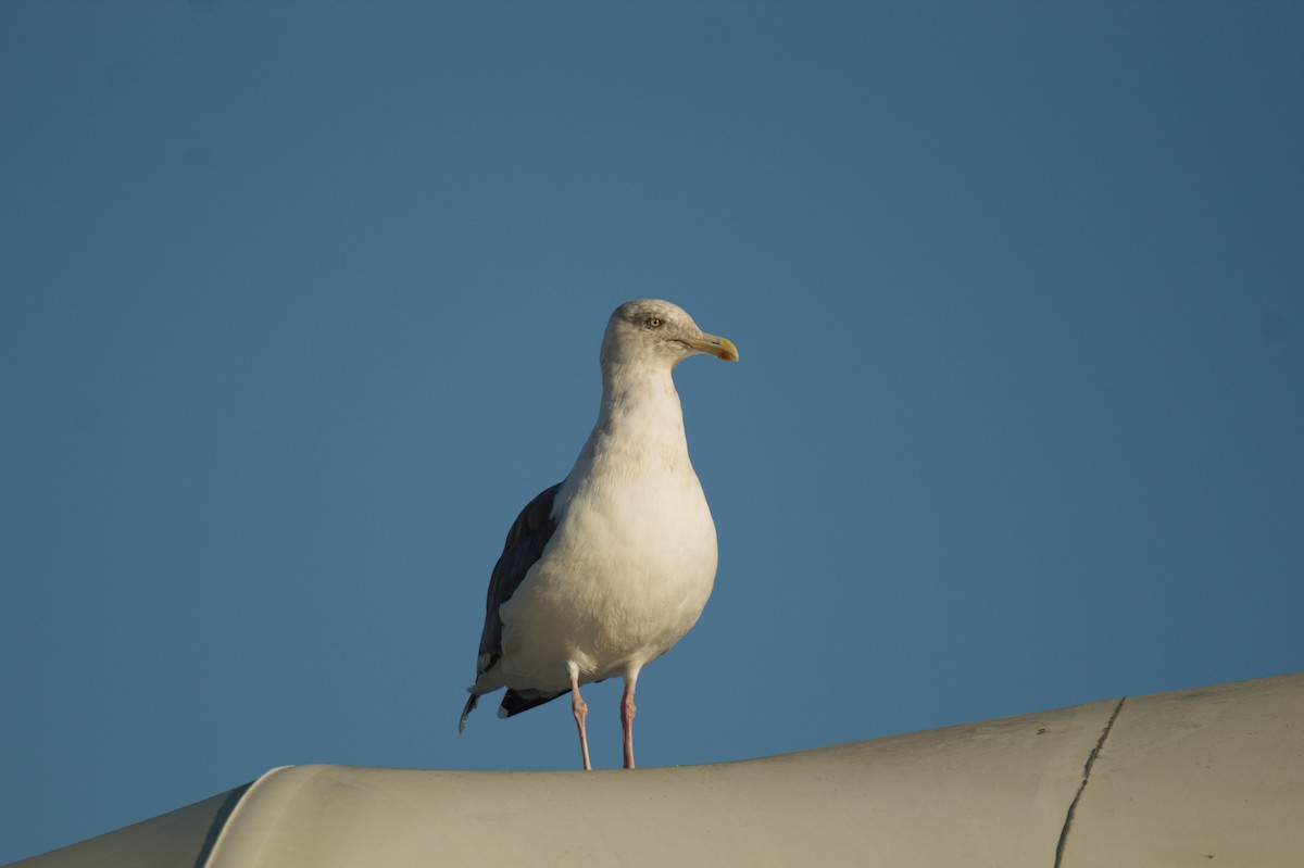 Slaty-backed Gull - ML644500006