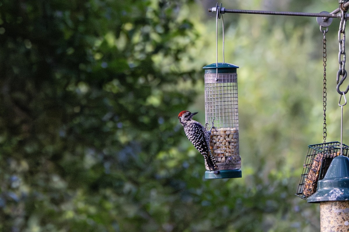 Pic arlequin - ML644500018