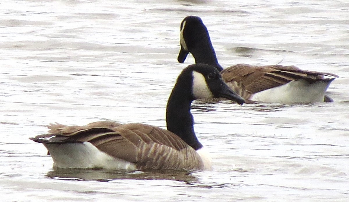 Bernache du Canada - ML644500027