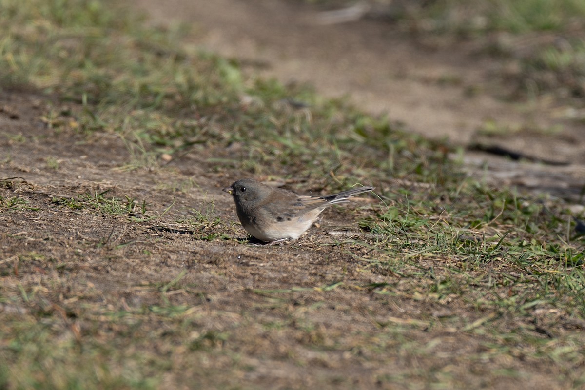 Dark-eyed Junco - ML644500028