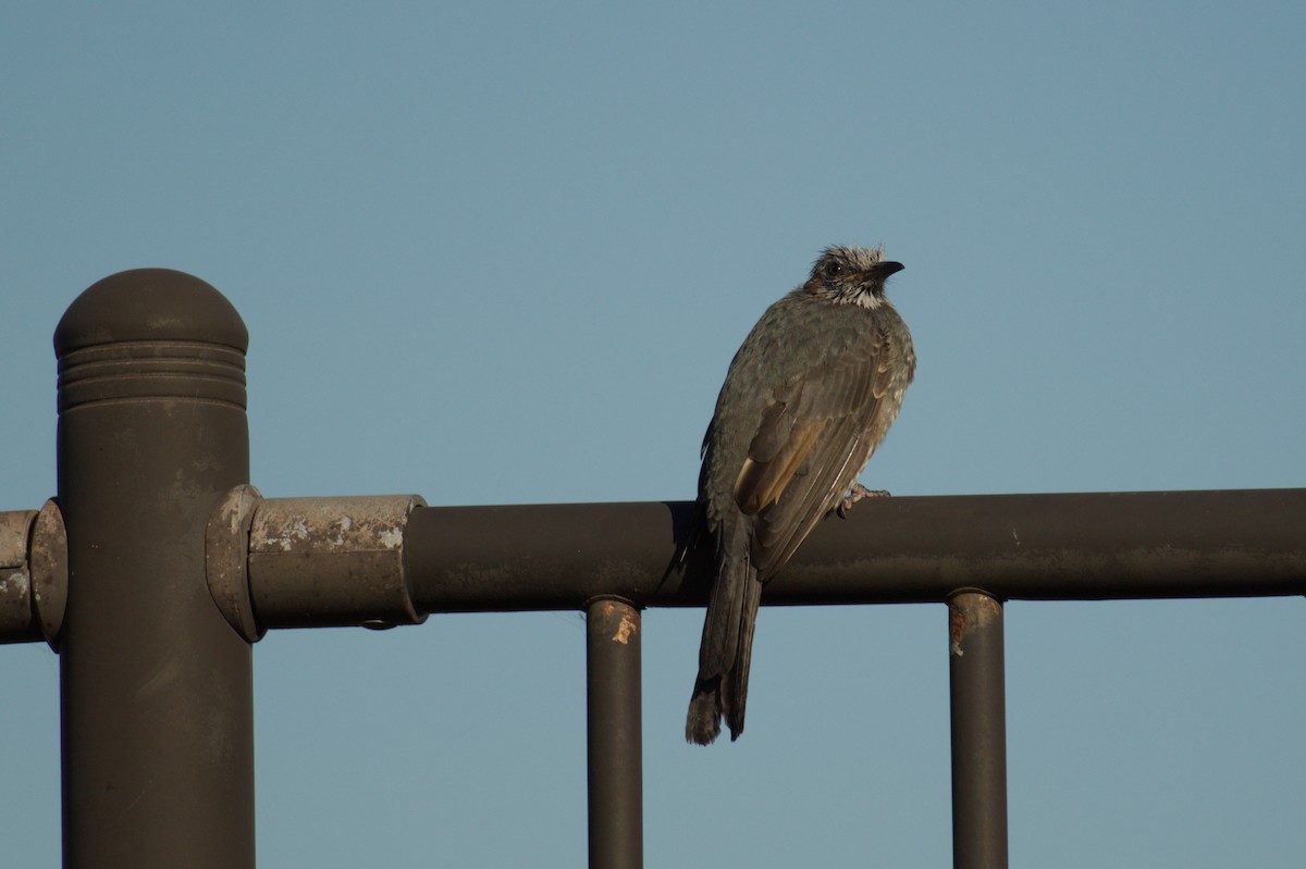 Brown-eared Bulbul - ML644500032