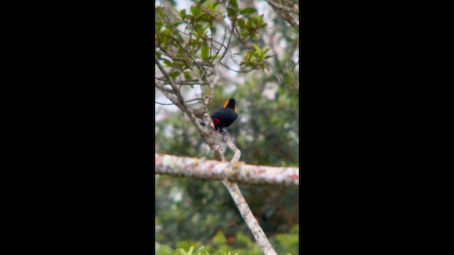 Channel-billed Toucan (Ariel) - ML644500034