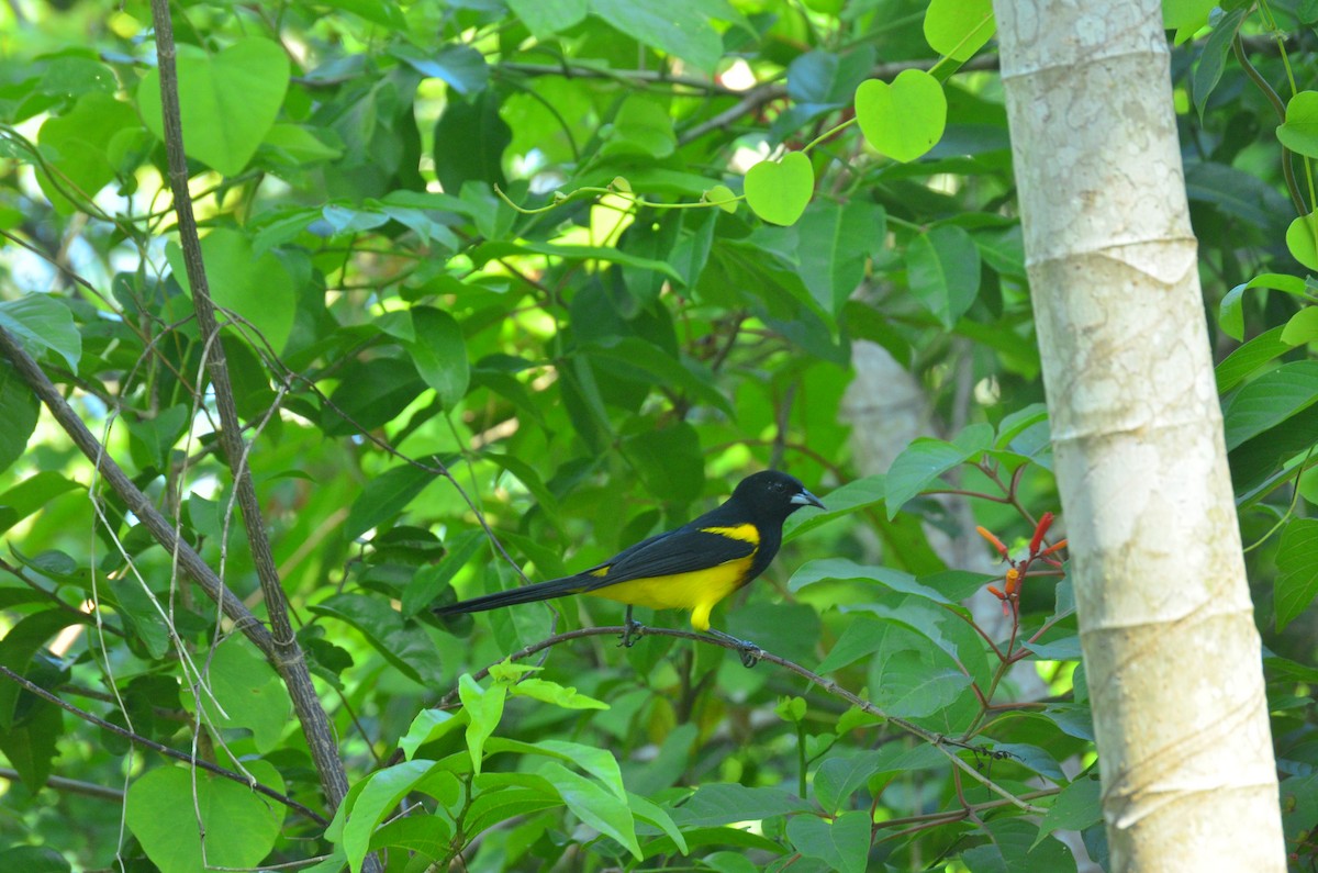 Black-cowled Oriole - ML644500063