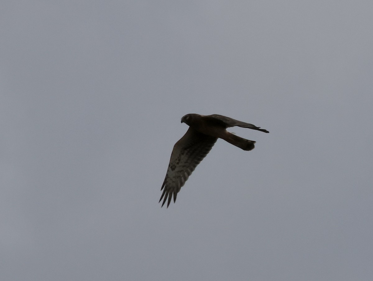 Northern Harrier - ML644500066
