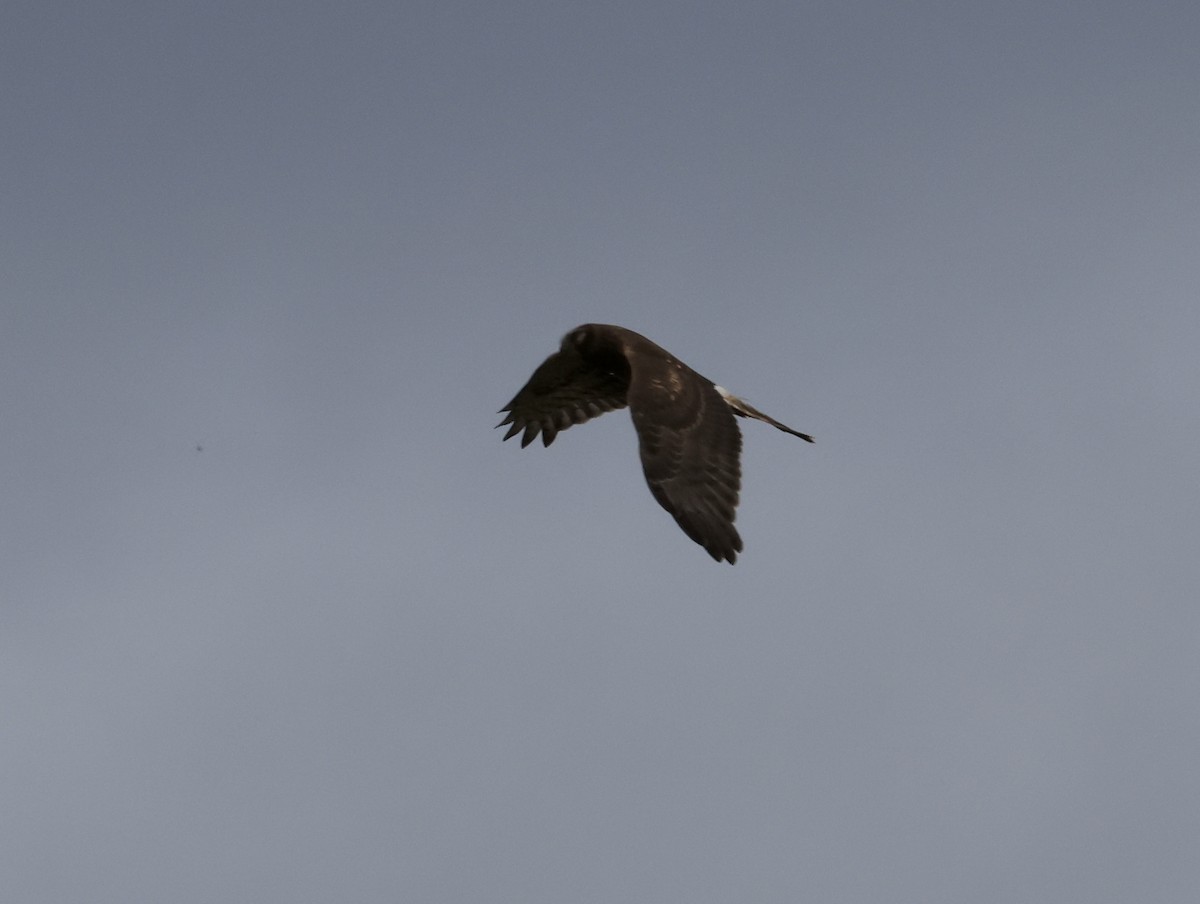Northern Harrier - ML644500067