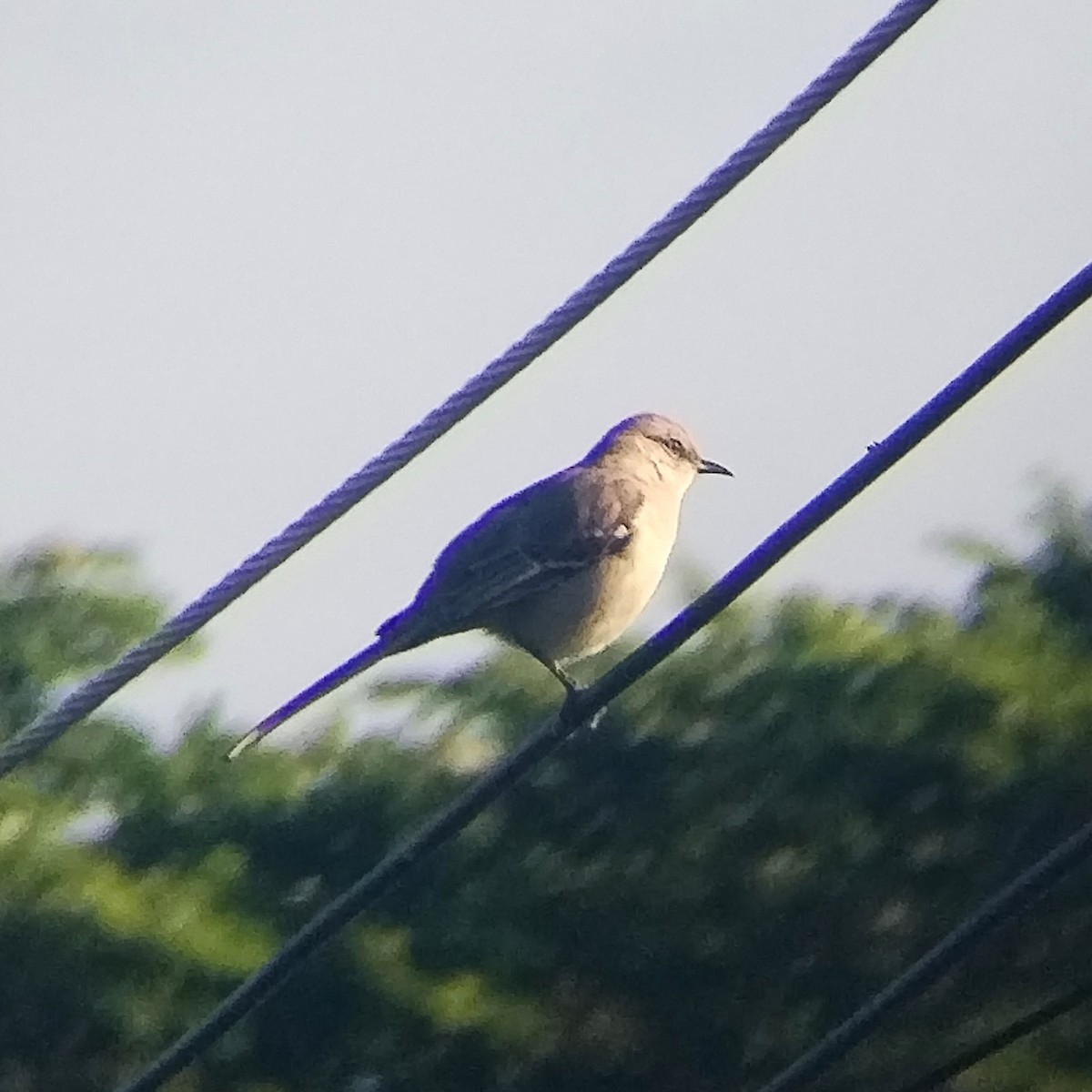 Tropical Mockingbird - ML644500076