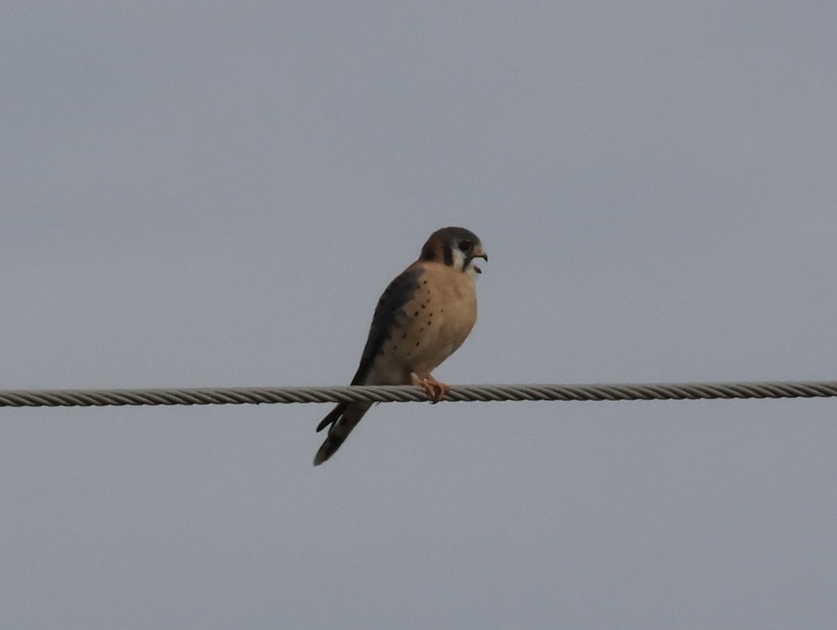 poštolka pestrá - ML644500078