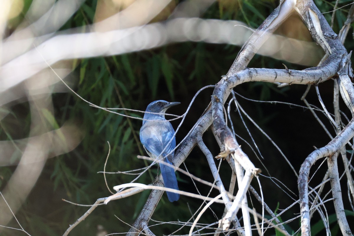 Woodhouse's Scrub-Jay - ML644500082