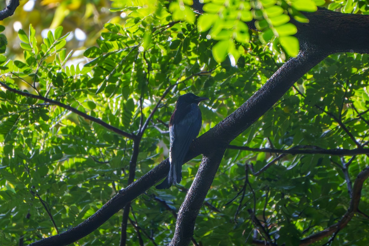 Hair-crested Drongo - ML644500085
