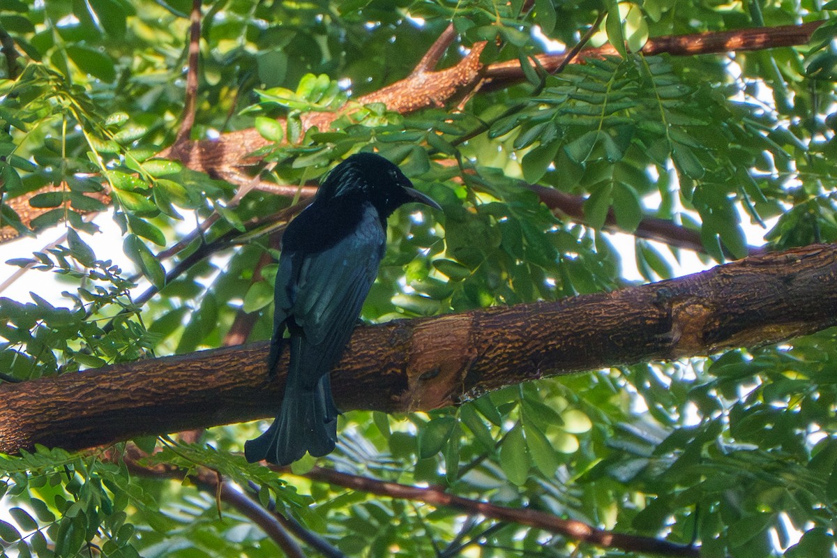 Hair-crested Drongo - ML644500086
