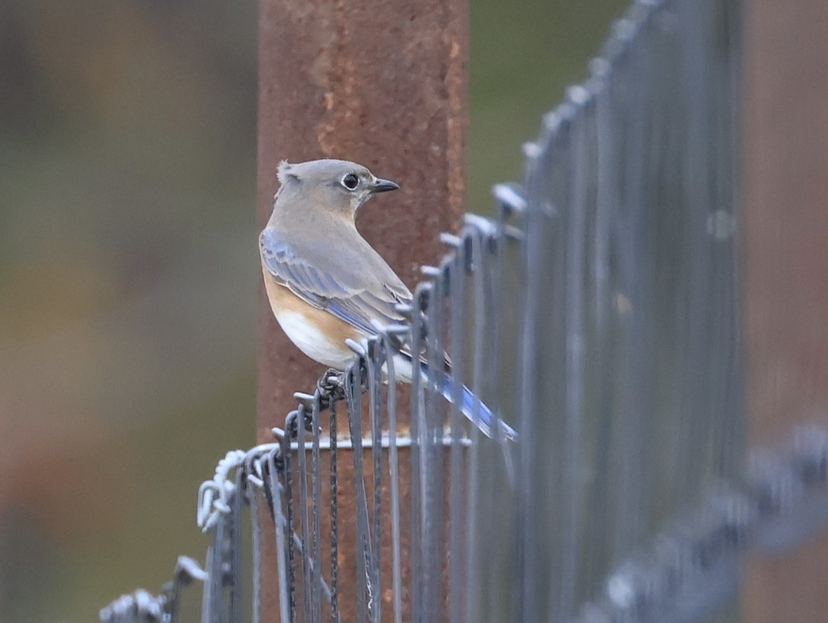 salašník modrý - ML644500093