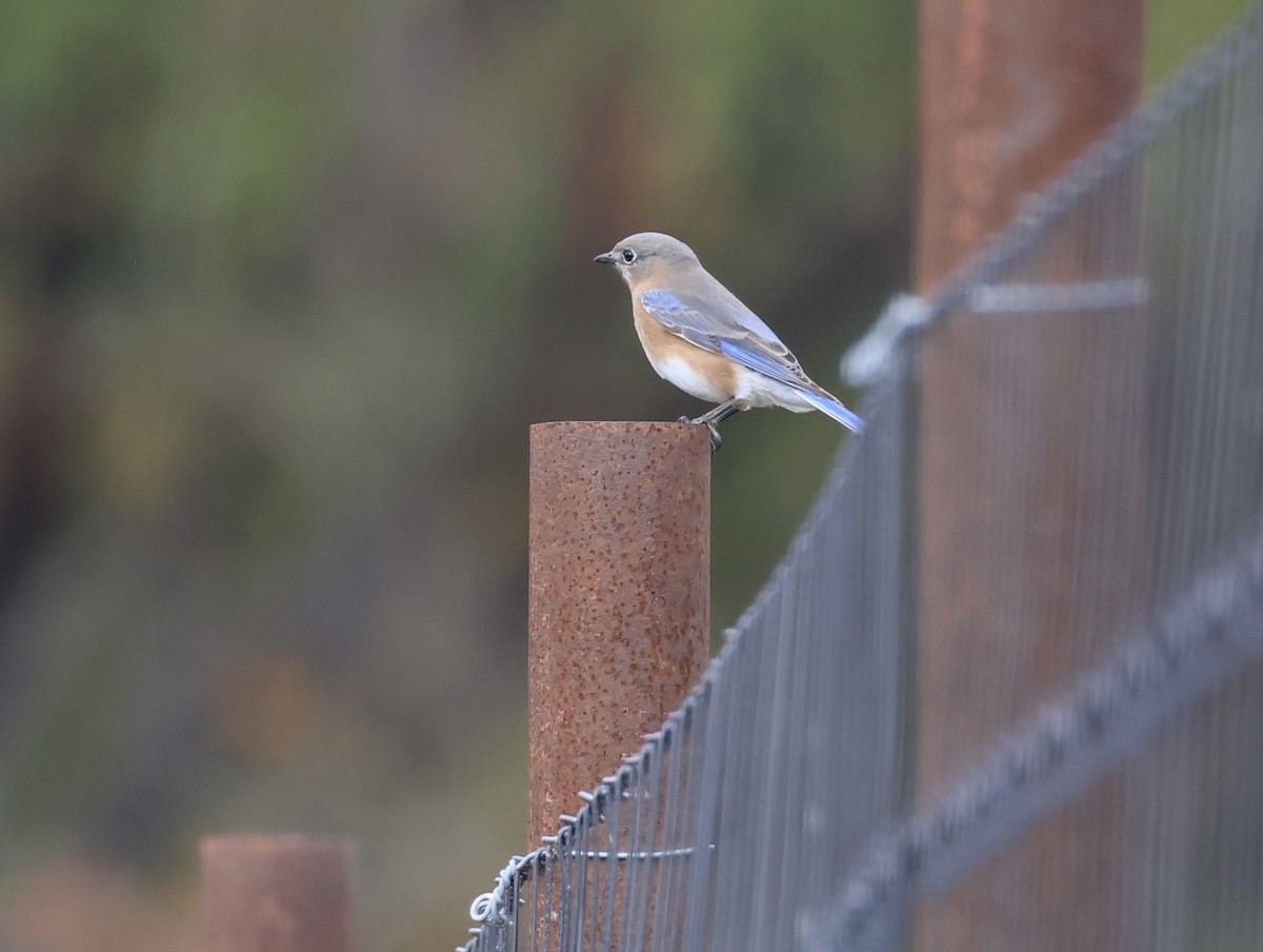 salašník modrý - ML644500094