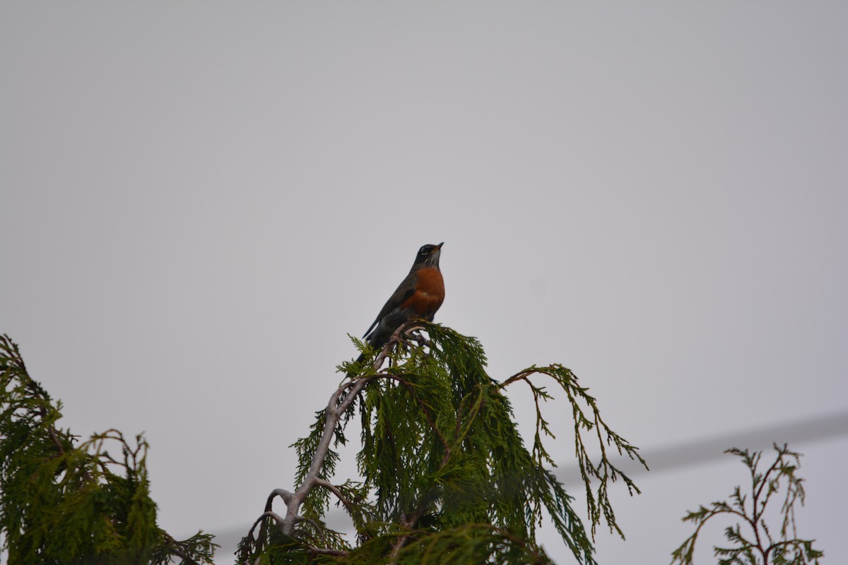 Merle d'Amérique - ML644500095