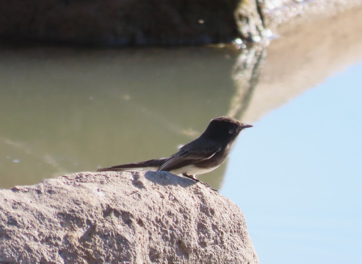 Black Phoebe - ML644500110