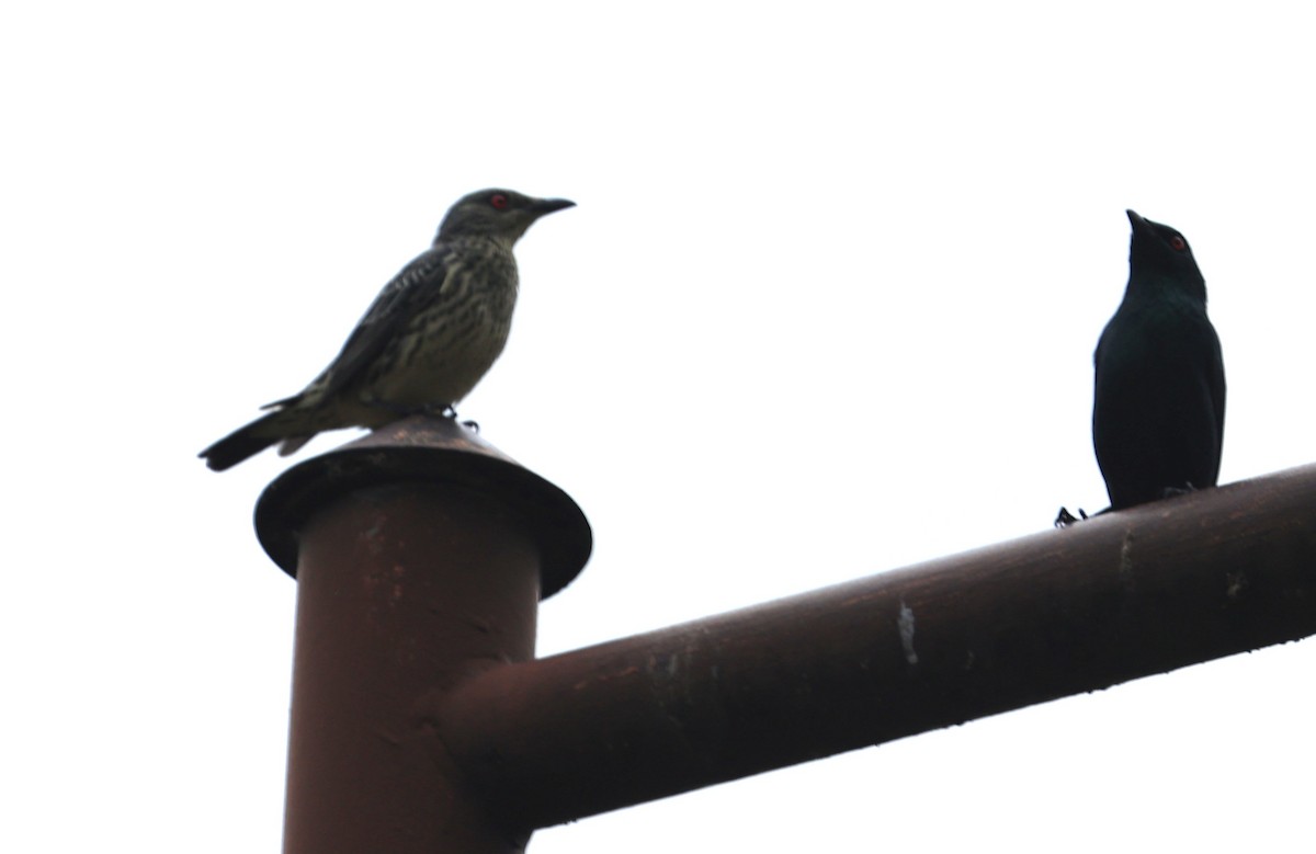 Malay Sığırcığı - ML644500115