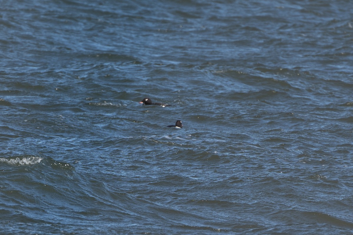 White-winged Scoter - ML644500117