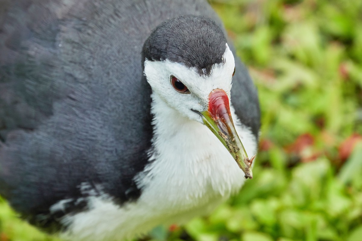 Gallineta Pechiblanca - ML644500118