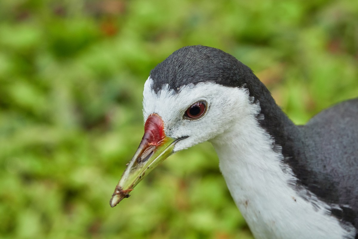 Gallineta Pechiblanca - ML644500119