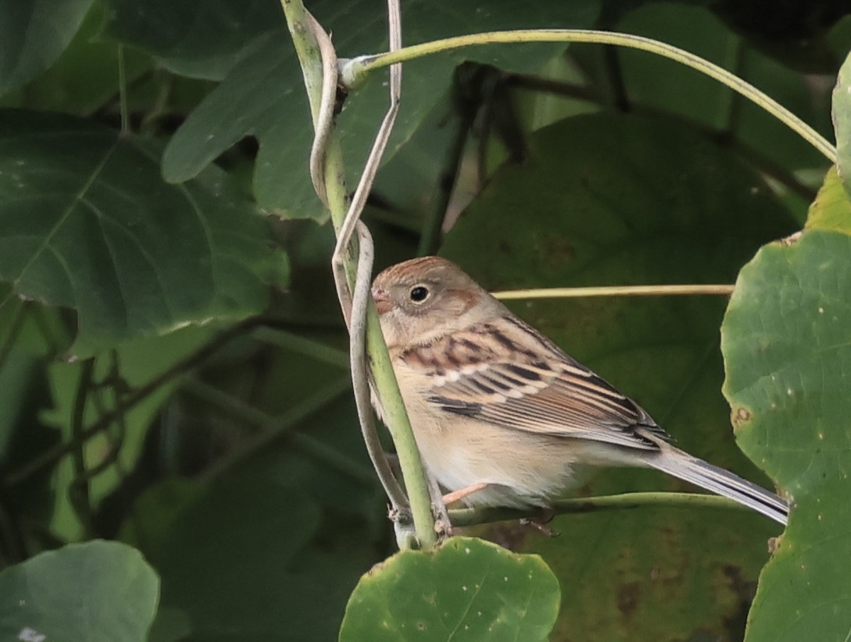 Field Sparrow - ML644500120