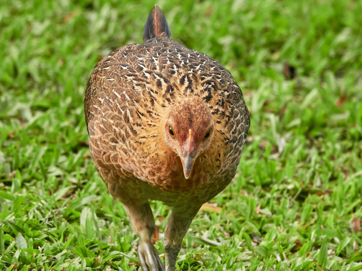 Курка банківська - ML644500123