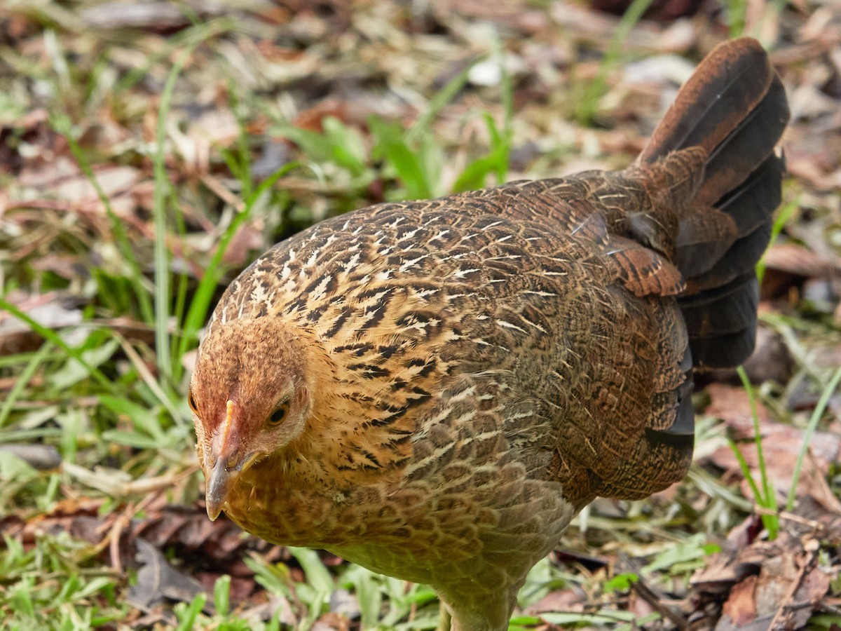 Курка банківська - ML644500124