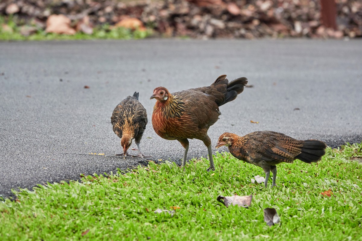 Курка банківська - ML644500126